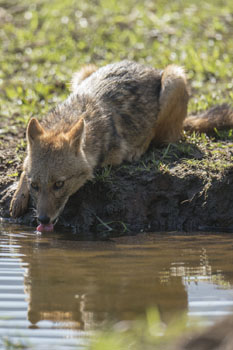 jackal